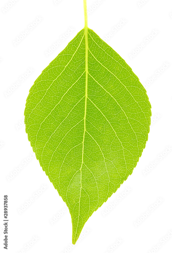 Obraz premium green leaf