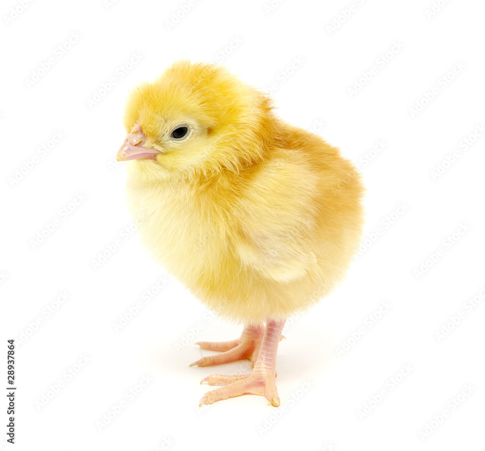 Obraz premium chicken