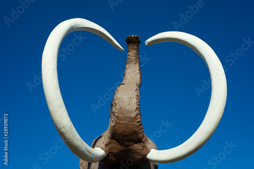 Woolly Mammoth tusks and trunk photo