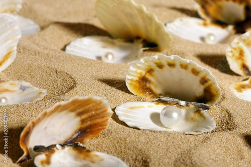 pearls in the seashells