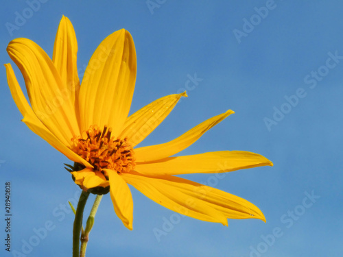Wolf's Bane (Arnica Montana)