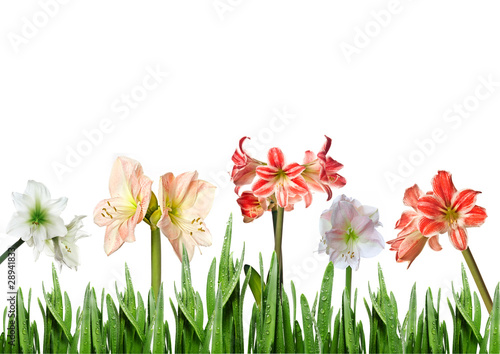 Fototapeta Naklejka Na Ścianę i Meble -  lilies in grass