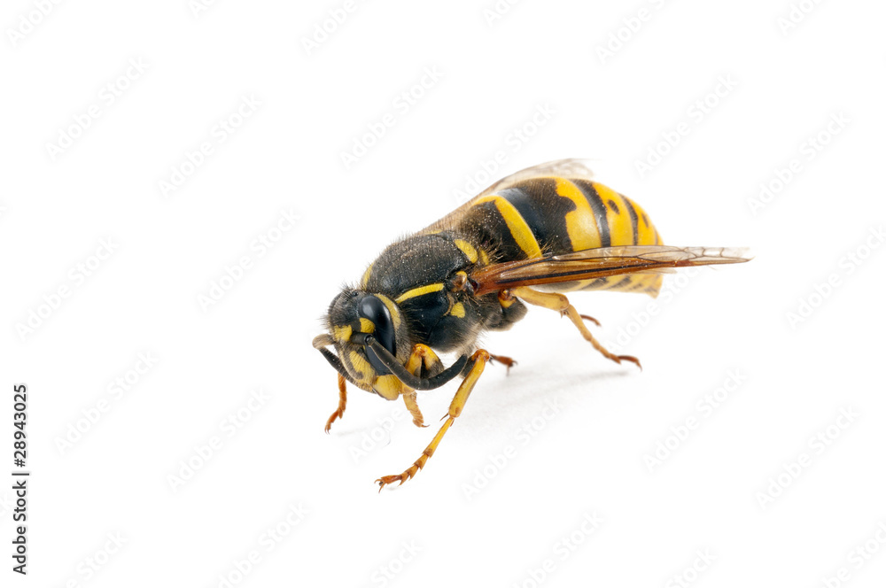 wasp wasp