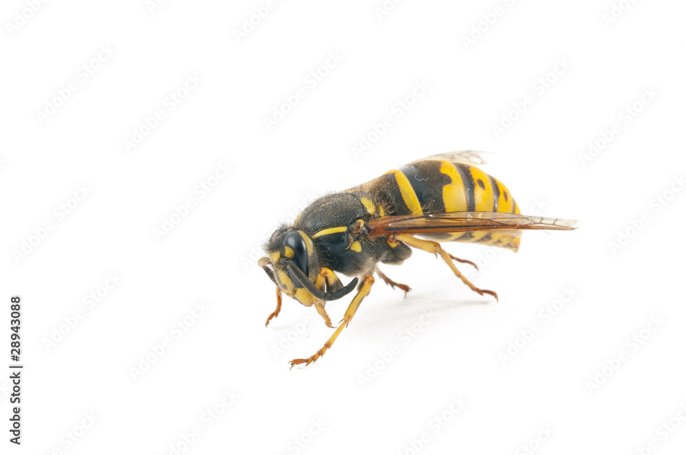 Wasp Wasp