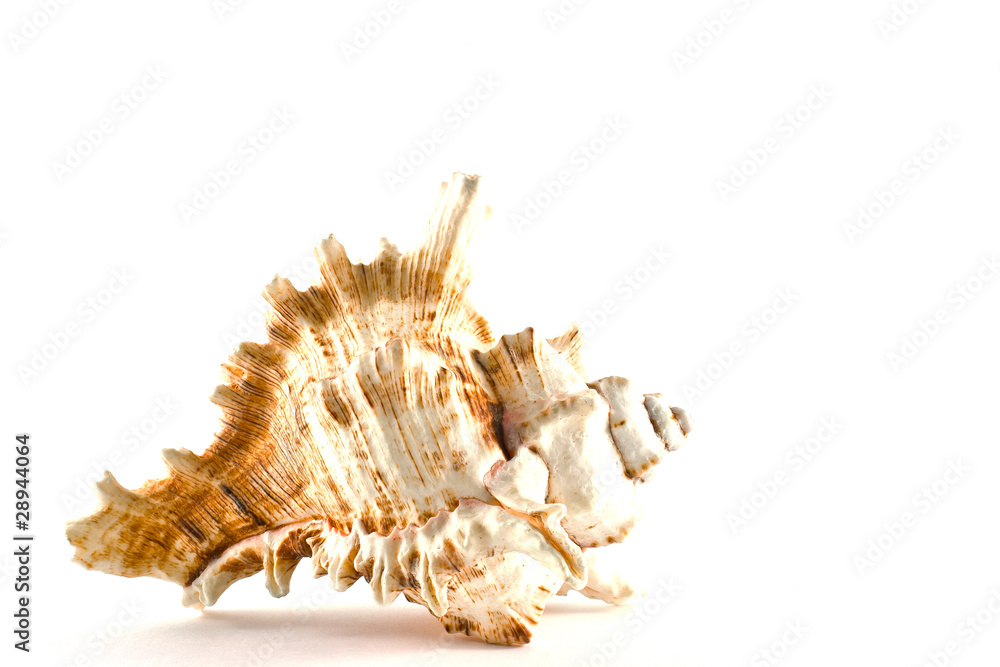 conchiglia conchiglia