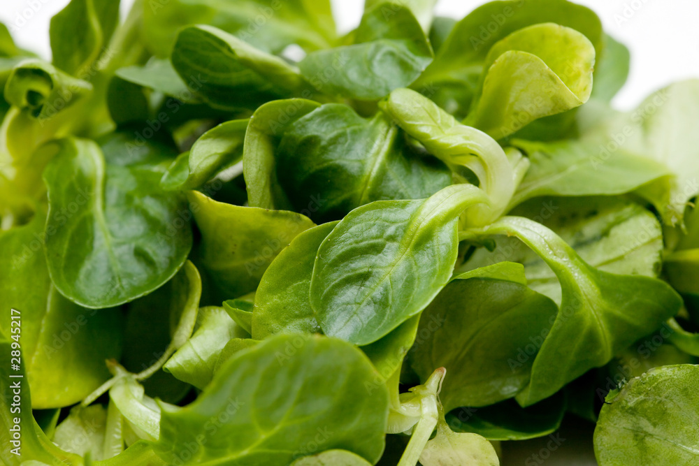 salade mâche salade mâche
