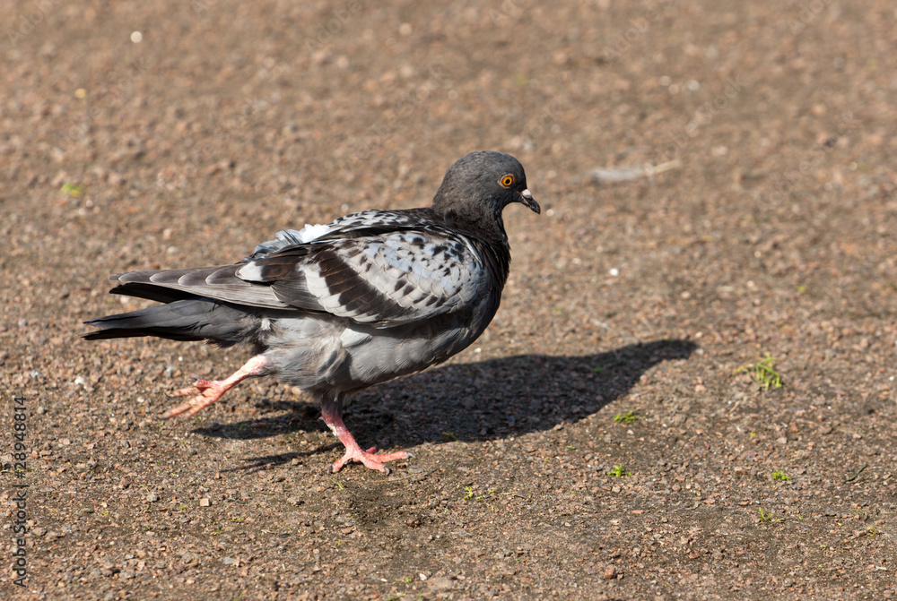 Fototapeta premium Walking pigeon