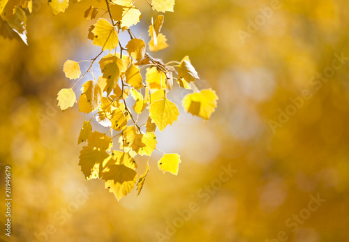 Yellow leaves background