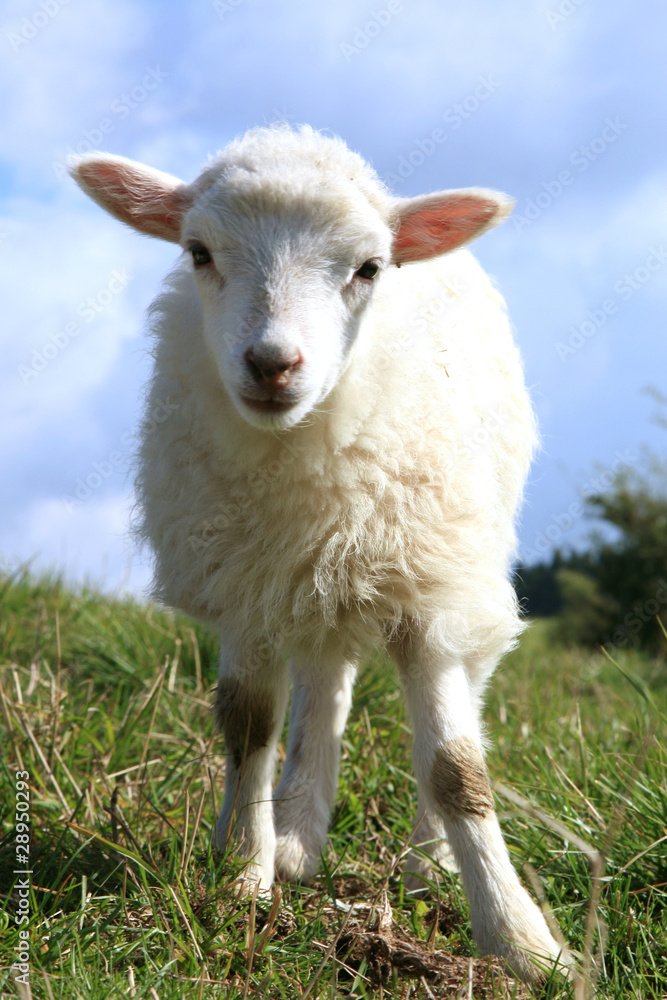 White lambs. White lambs.