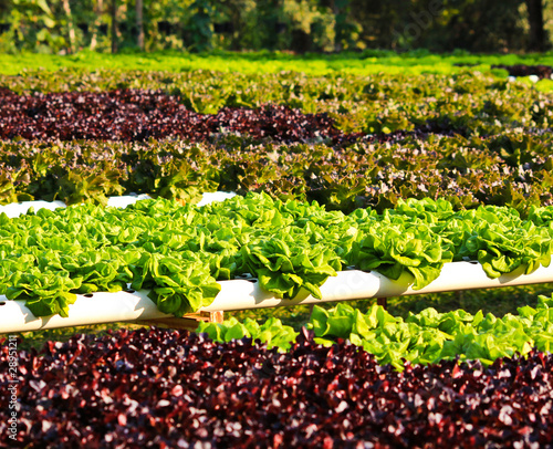 Field of fresh and tasty sa...