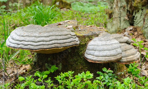 Horse's hoof fungus Fomes fomentarius