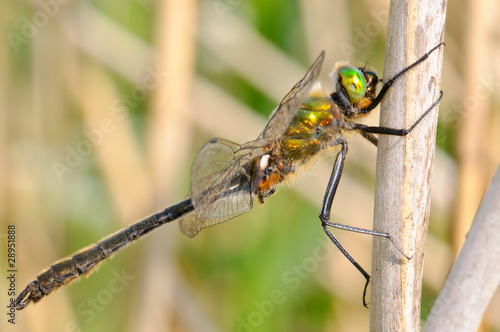 Downy Emerald Cordulia aenea