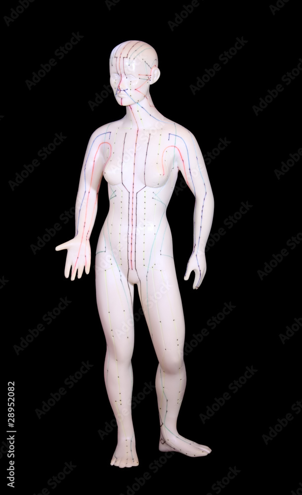 Statue mit Akupunktur-Meridianen / Vorderseite
