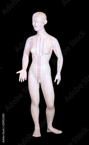 Statue mit Akupunktur-Meridianen / Vorderseite