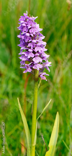 Early Marsh Orchid Dactylorhiza incarnata