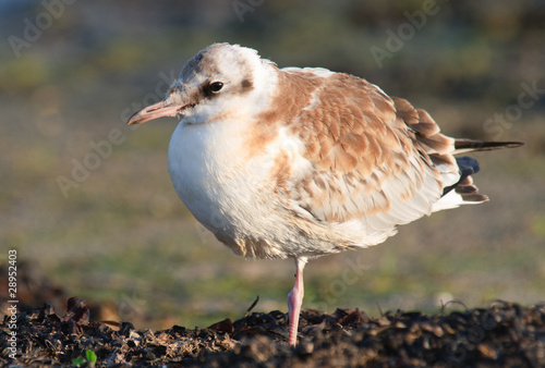 Wallpaper Mural Young Black-headed Gull Larus ridibundus Torontodigital.ca
