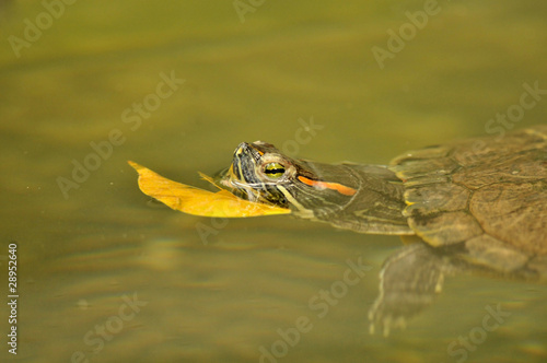 turtle and leaves