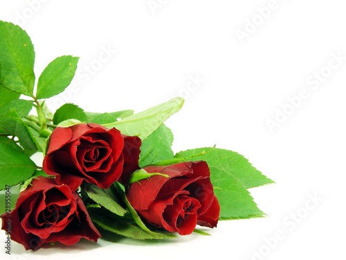 A selection of red roses on a white background with copy space