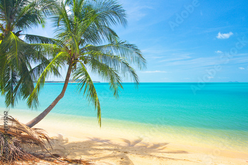 Fototapeta Naklejka Na Ścianę i Meble -  tropical beach with coconut palm and sea