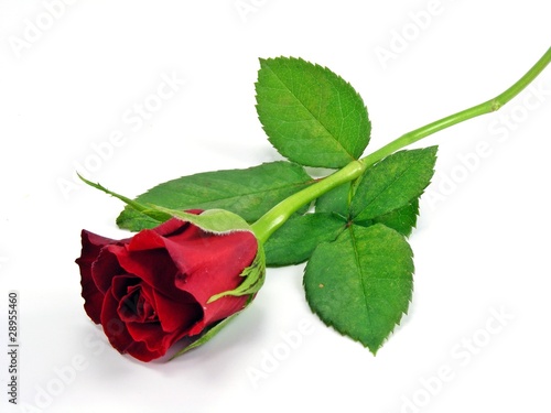 Fototapeta Naklejka Na Ścianę i Meble -  A single red rose on a white back ground