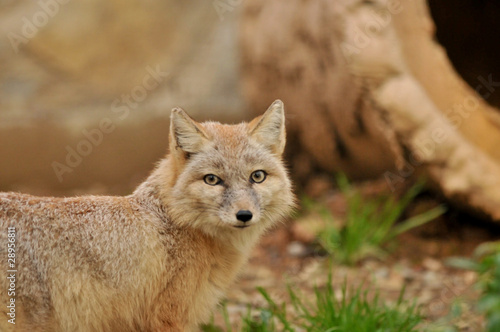 fox in the zoo