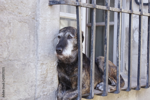 Chien derrière des barreaux