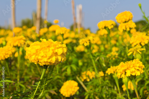 Marigold field