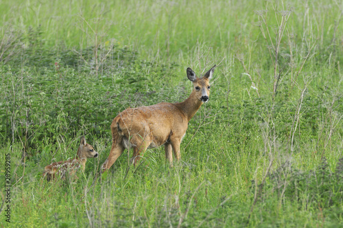 Roe doe with fawn