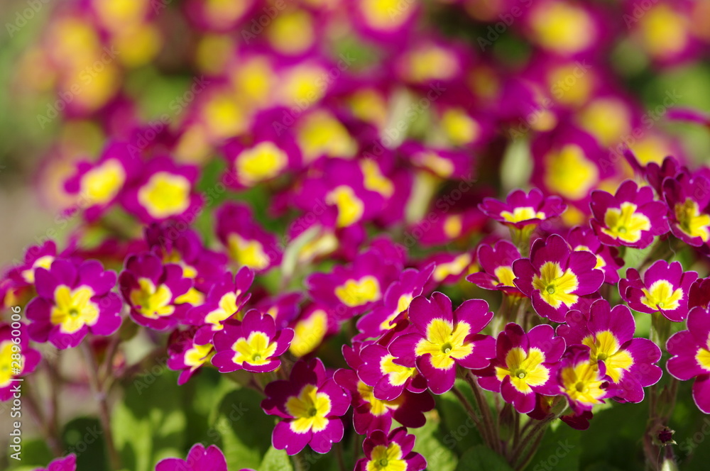 Fototapeta premium primula