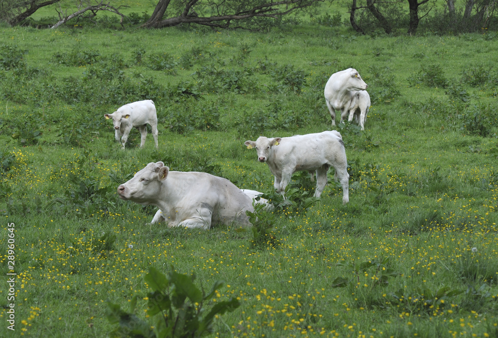 Fototapeta premium Charolais cattle with calves