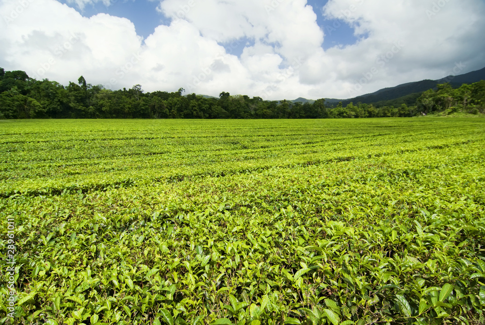 Teeplantage in Queensland, Australien