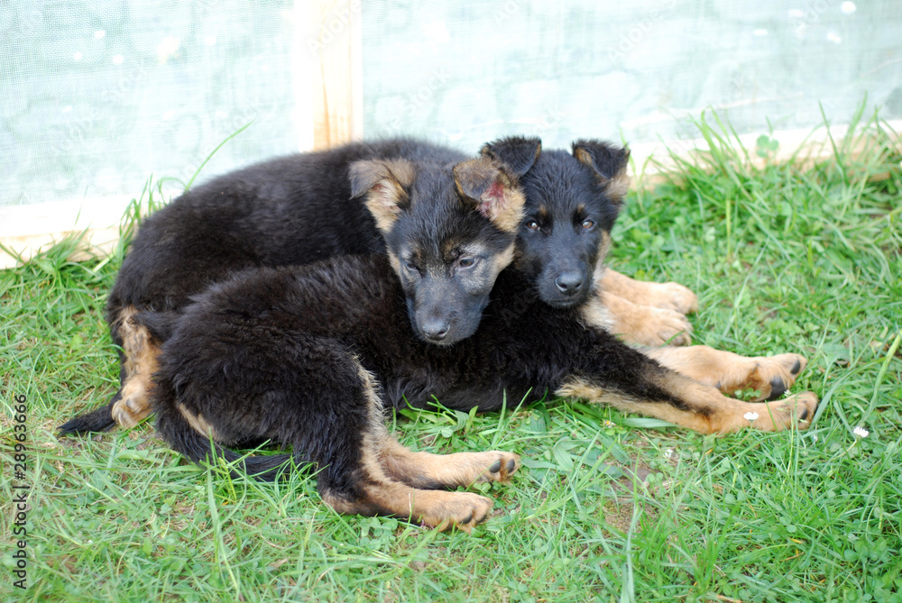 Schäferhundwelpen