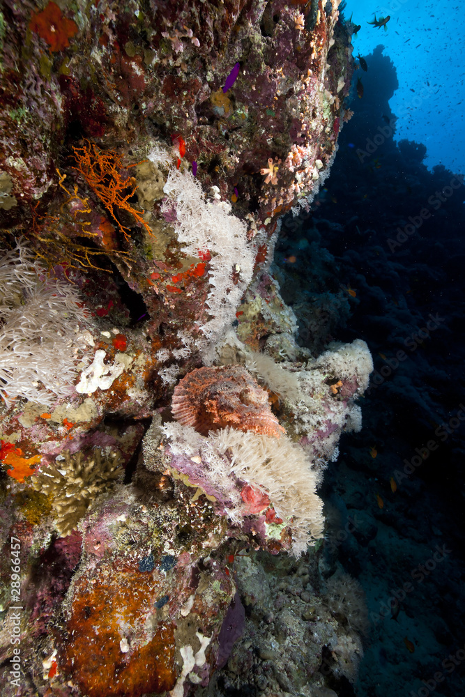 Smallscale scorpionfish and tropical reef in the Red Sea. Smallscale scorpionfish and tropical reef in the Red Sea.