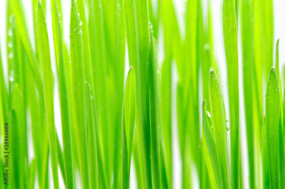 Fresh green grass close up Fresh green grass close up