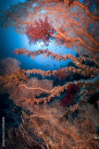 Sea fan and marine life in the Red Sea.