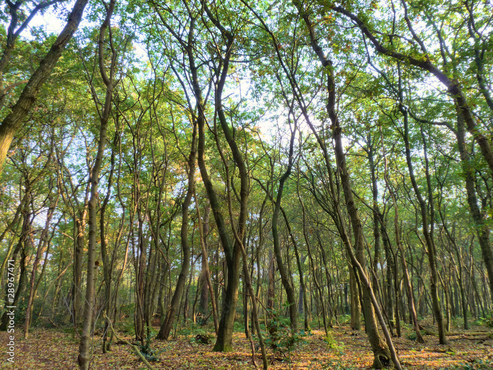 Brushwood forest (HDR)