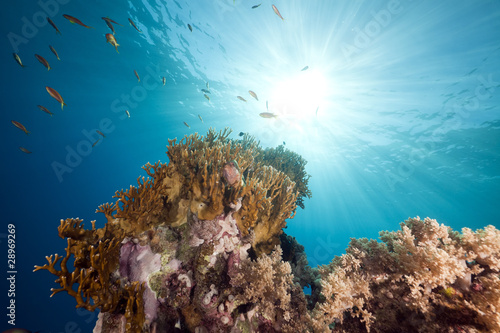 Tropical reef and marine life in the Red Sea.