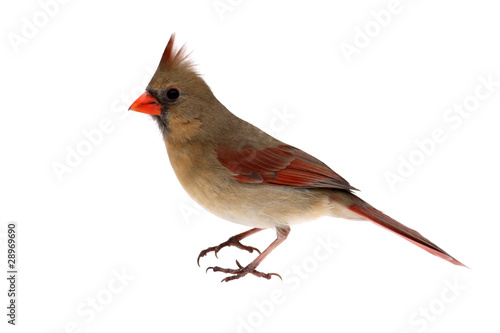 Isolated Cardinal On White