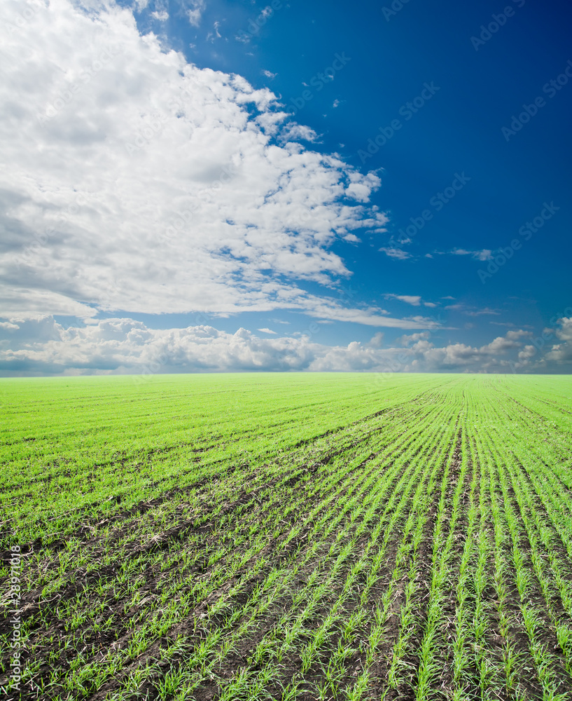 field of grass and cloudy sky