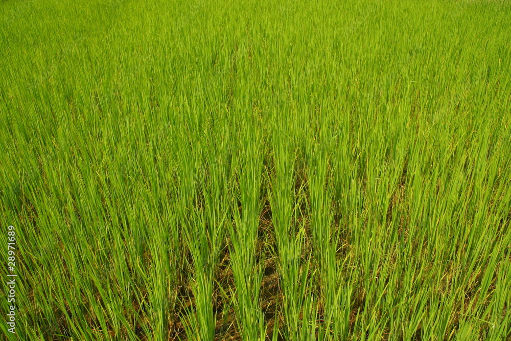riz, Viet Nam