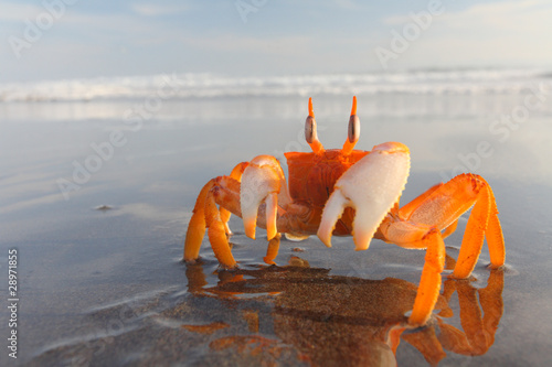 Photos Orange crab