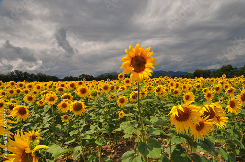 Tournesols photo