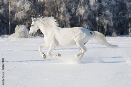 white horse runs gallop