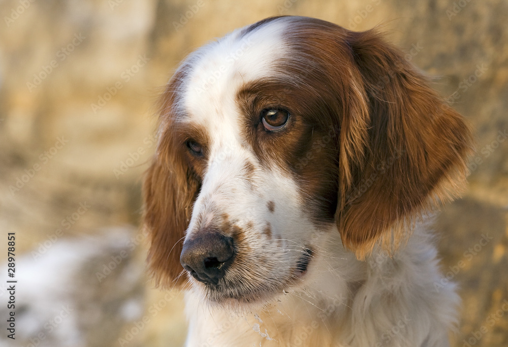 Irish red and white setter portrait