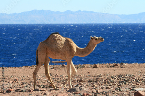 Young camel beside the Red Sea