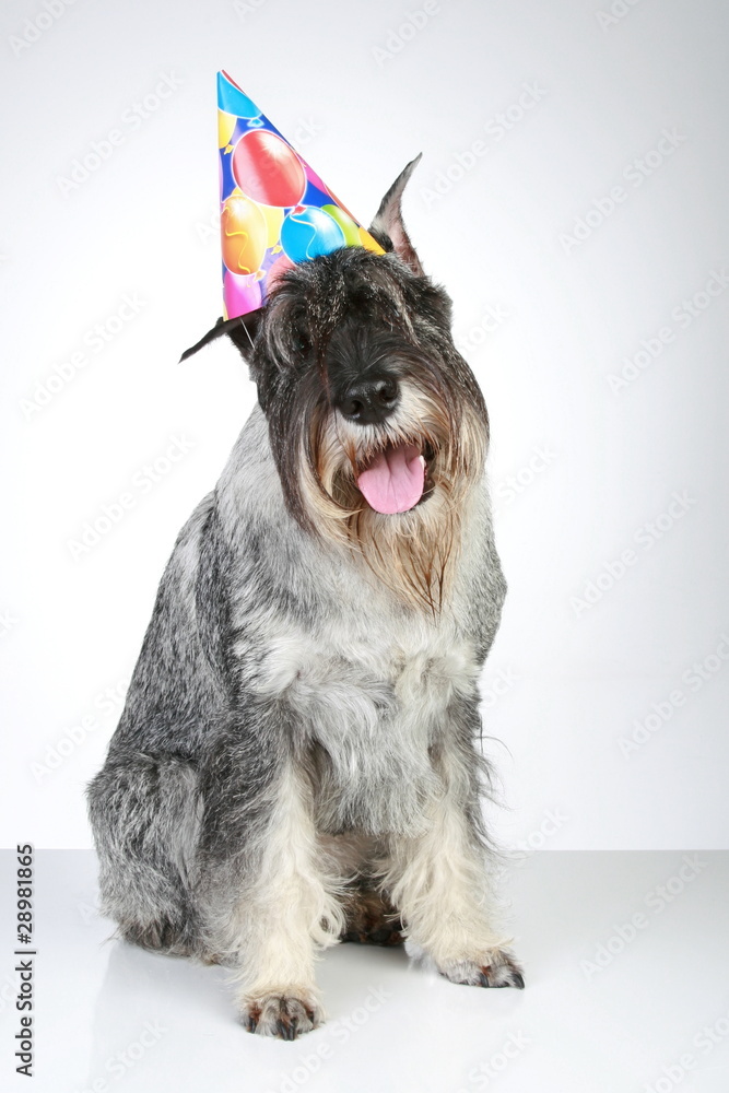 Mittel schnauzer with party cone sitting on a grey background