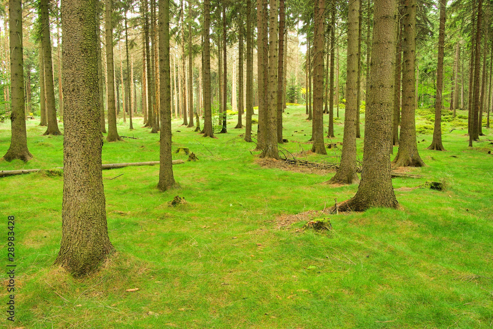 Fichtenwald - spruce forest 04