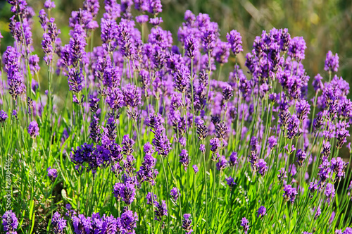 Lavendel - lavender 54