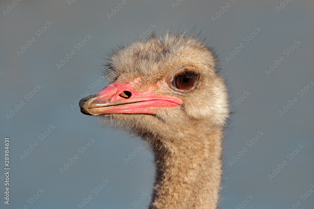 Fototapeta premium Ostrich portrait