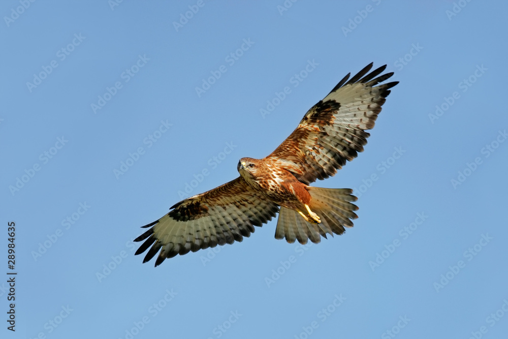 Obraz premium Raptor in flight